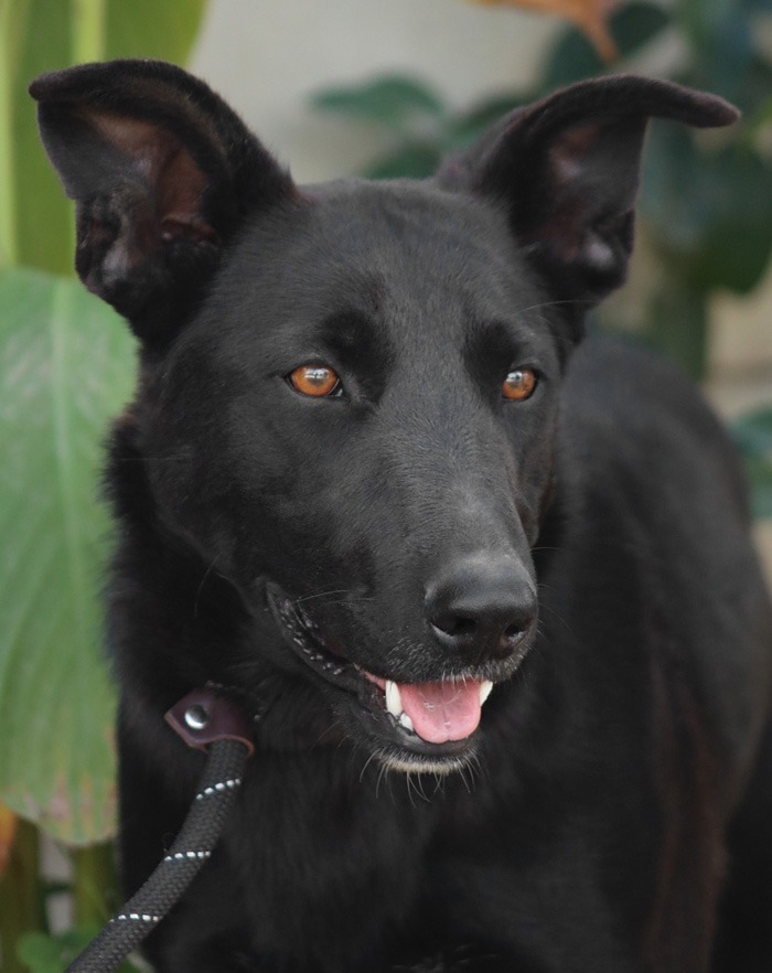 Amy March - Foster or Adopt Me!, an adoptable Shepherd & Border Collie Mix in Lake Forest, CA_image-5