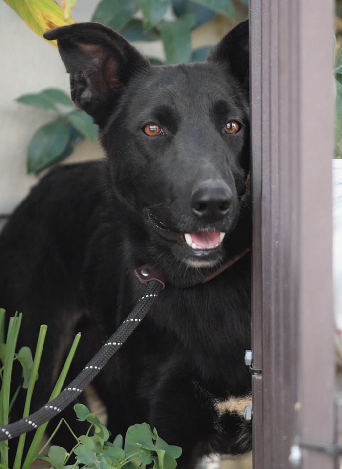 Amy March - Foster or Adopt Me!, an adoptable Shepherd & Border Collie Mix in Lake Forest, CA_image-6