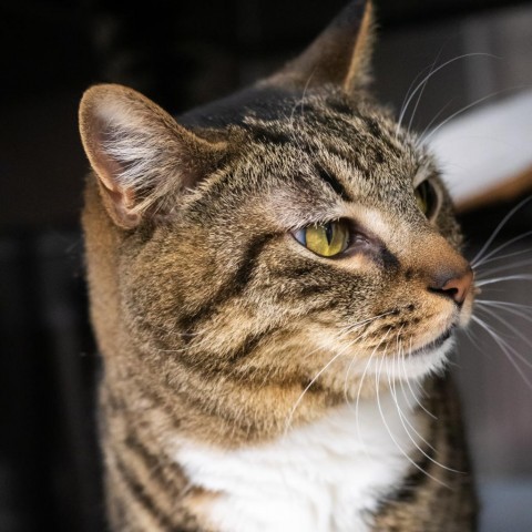 Bumper, an adoptable Domestic Short Hair in Jefferson city, TN_image-3