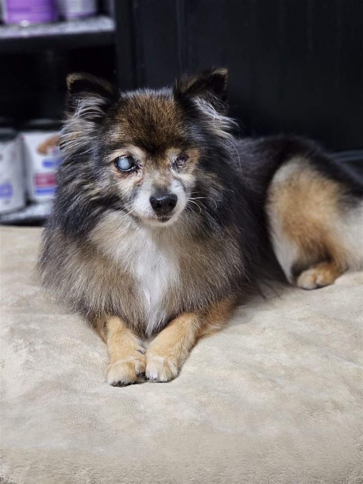 Sable shop merle pomeranian