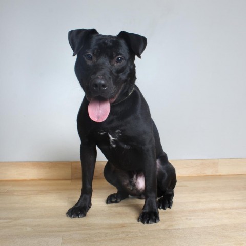 Bill D14899, an adoptable Pit Bull Terrier Mix in Minnetonka, MN_image-4