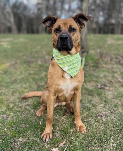 Scooby, an adoptable German Shepherd Dog & Boxer Mix in Bloomsburg, PA_image-2
