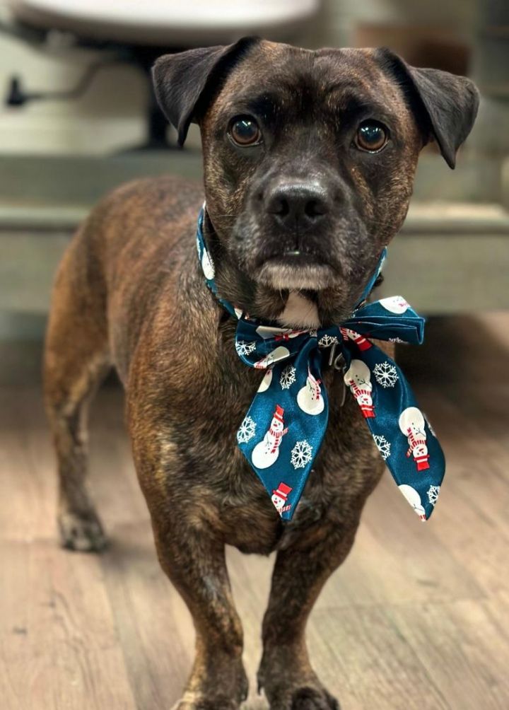 Dog for adoption Tigre a Dachshund Beagle Mix in New Milford