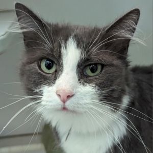Meet Umbra This beautiful long coat kitty is looking for a family to start a new adventure with Sh