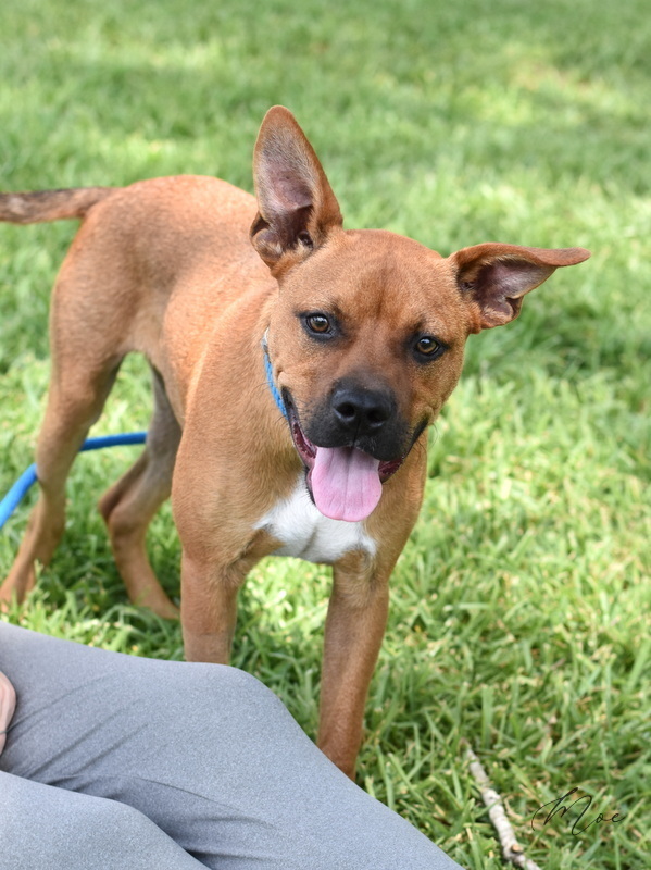 Boxer terrier hot sale mix puppy