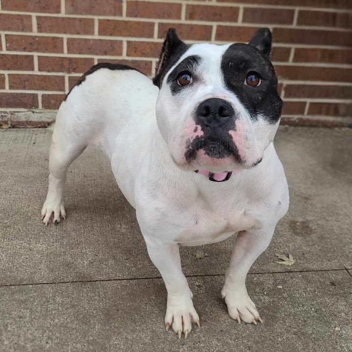 Dog for adoption - Maybelline, an American Bully in Waterloo, IA ...