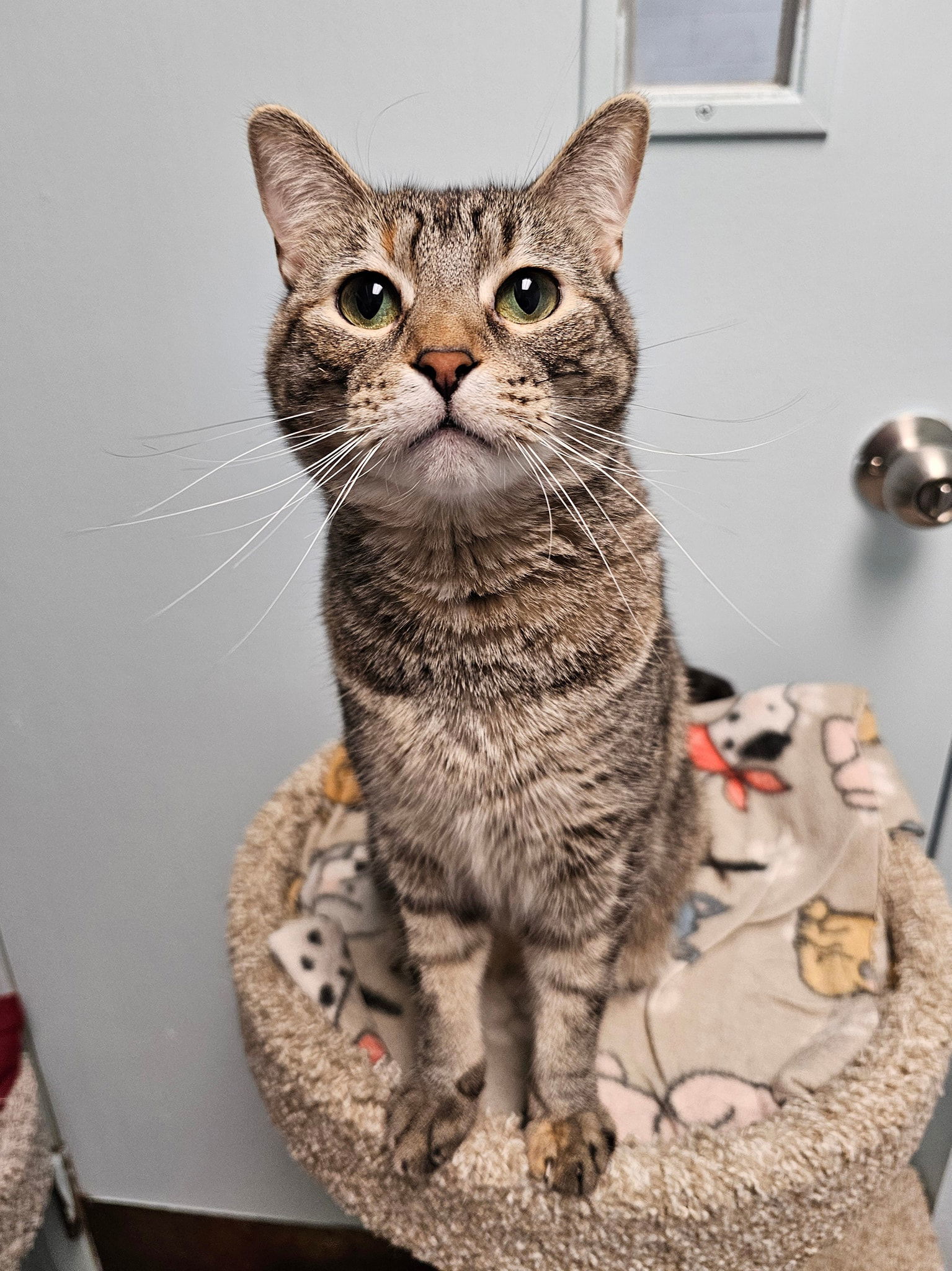 Mama Rosemary, an adoptable Domestic Short Hair, Tortoiseshell in Cedar Rapids, IA, 52405 | Photo Image 1