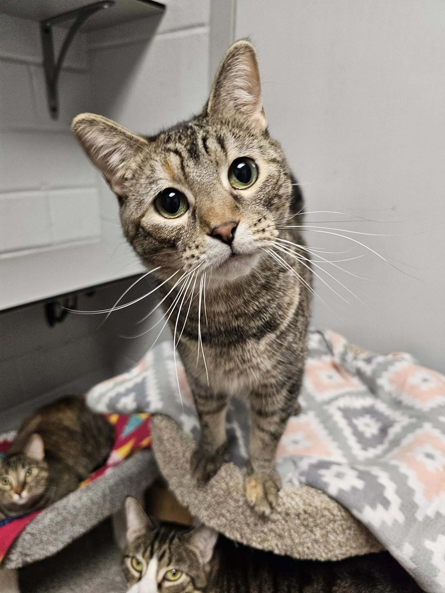 Mama Rosemary, an adoptable Domestic Short Hair, Tortoiseshell in Cedar Rapids, IA, 52405 | Photo Image 2