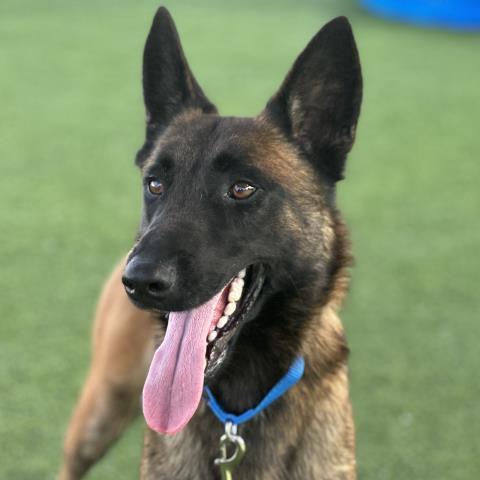 ZUKO, an adoptable Belgian Shepherd / Malinois in Camarillo, CA, 93010 | Photo Image 1