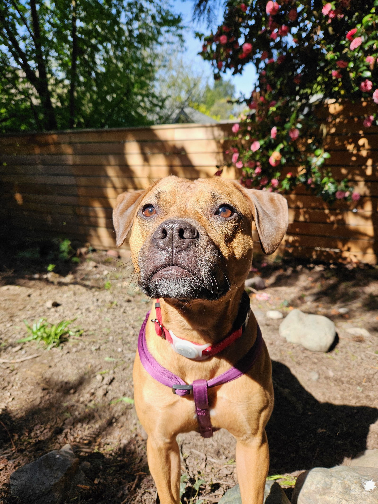 Josie, an adoptable Labrador Retriever, Staffordshire Bull Terrier in Seattle, WA, 98119 | Photo Image 1