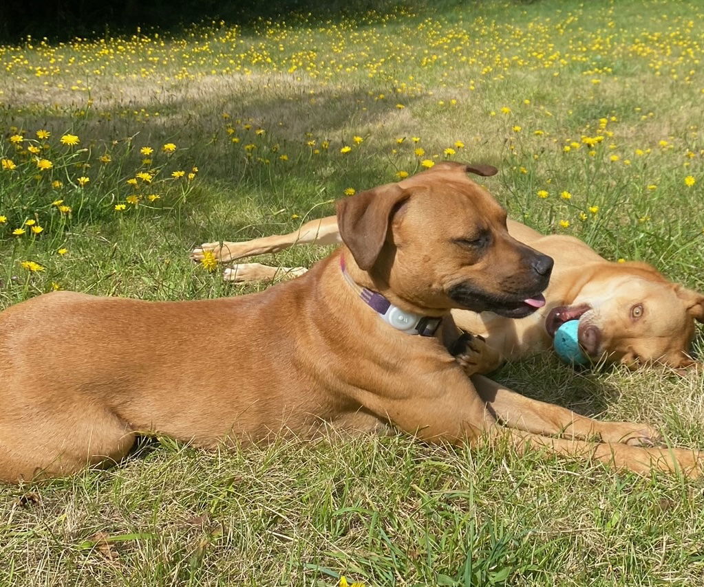 Josie - So Lovely!, an adoptable Labrador Retriever, Staffordshire Bull Terrier in Seattle, WA, 98119 | Photo Image 2