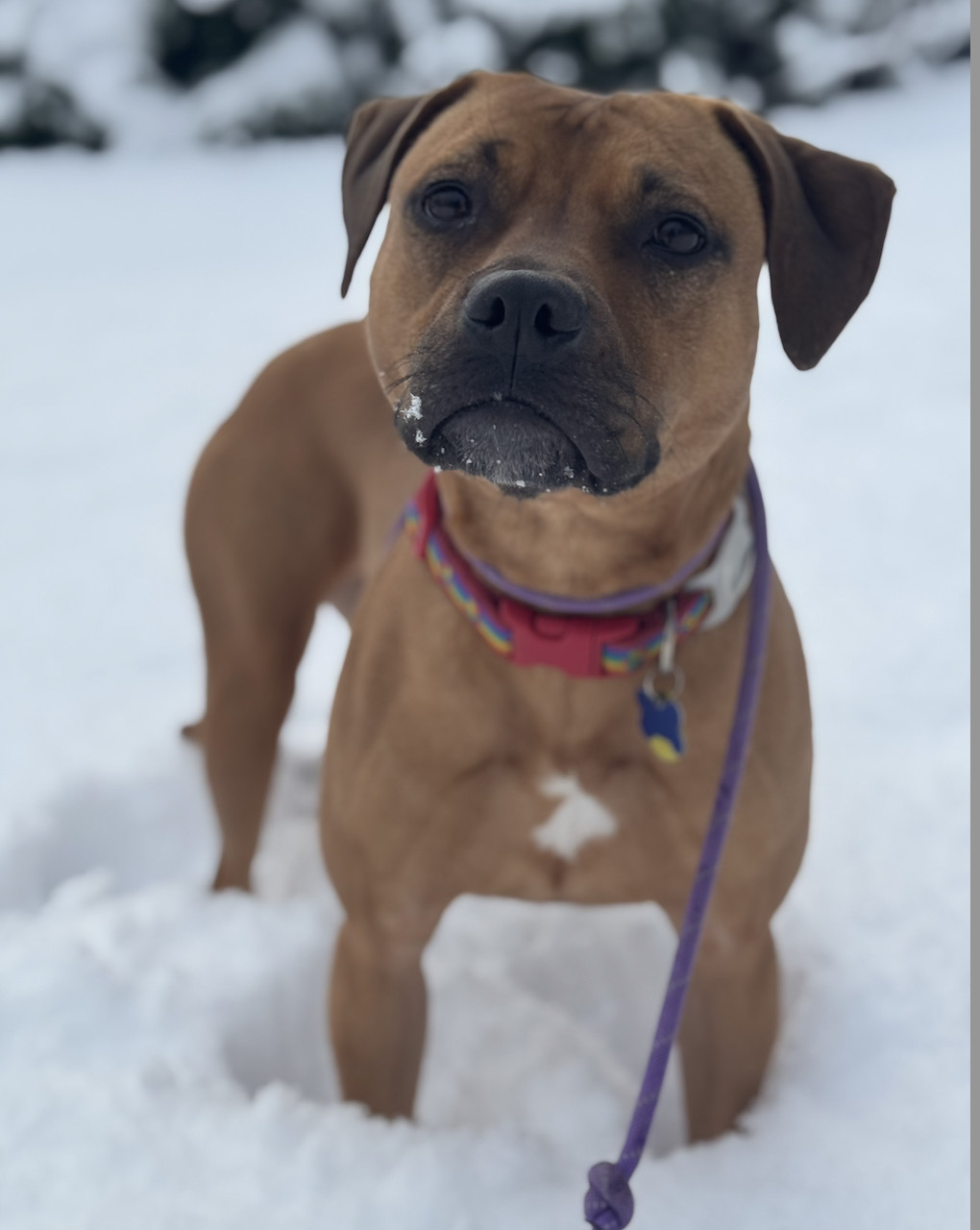 Josie, an adoptable Labrador Retriever, Staffordshire Bull Terrier in Seattle, WA, 98119 | Photo Image 2