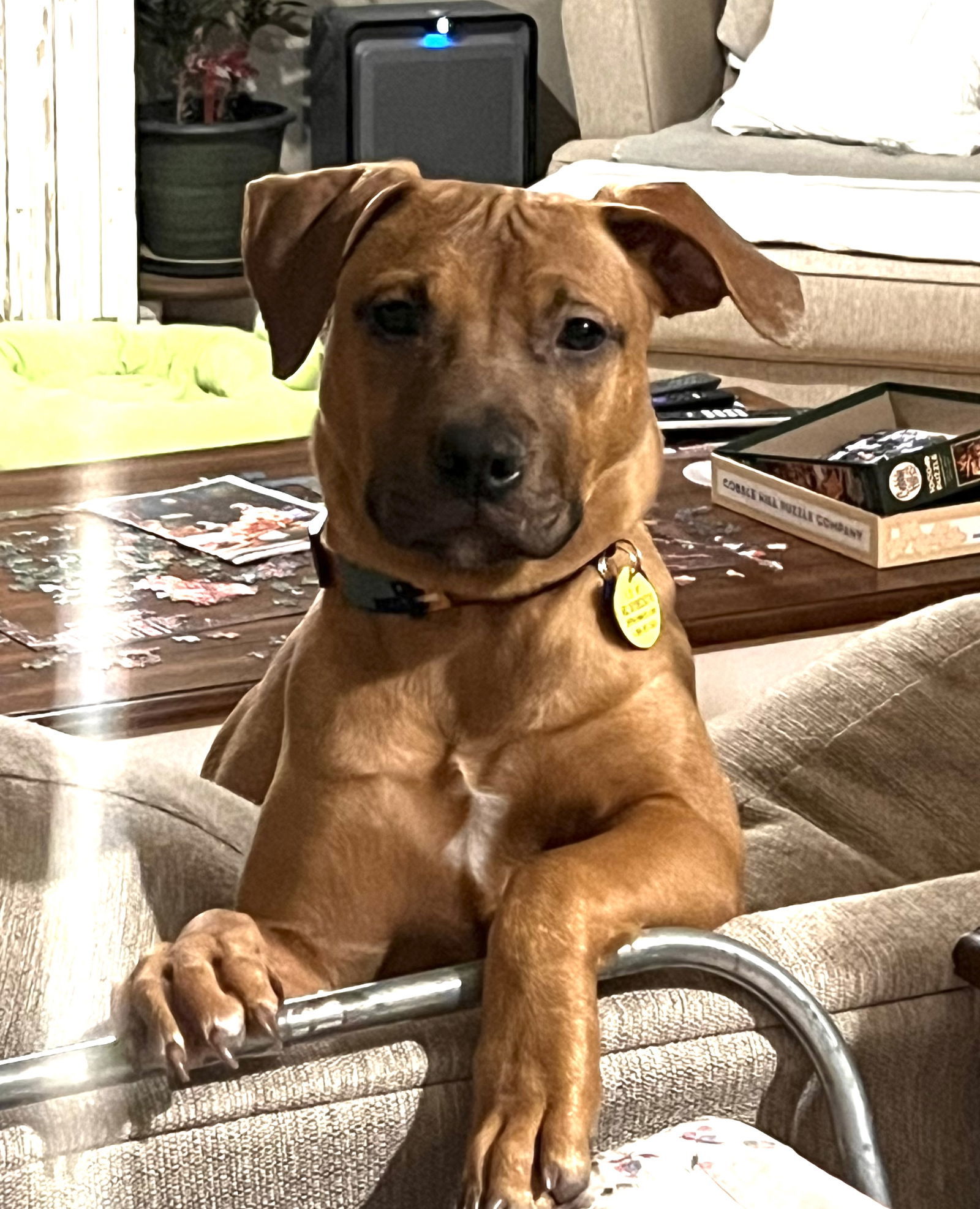 Josie, an adoptable Labrador Retriever, Staffordshire Bull Terrier in Seattle, WA, 98119 | Photo Image 2