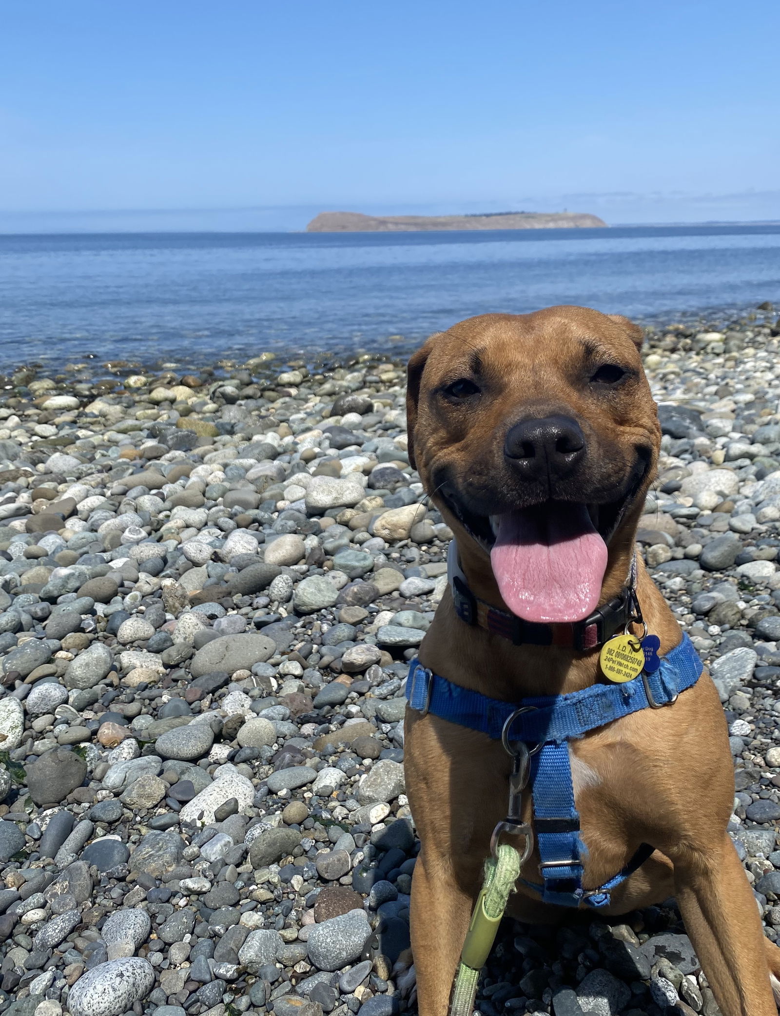 Josie - So Lovely!, an adoptable Labrador Retriever, Staffordshire Bull Terrier in Seattle, WA, 98119 | Photo Image 3