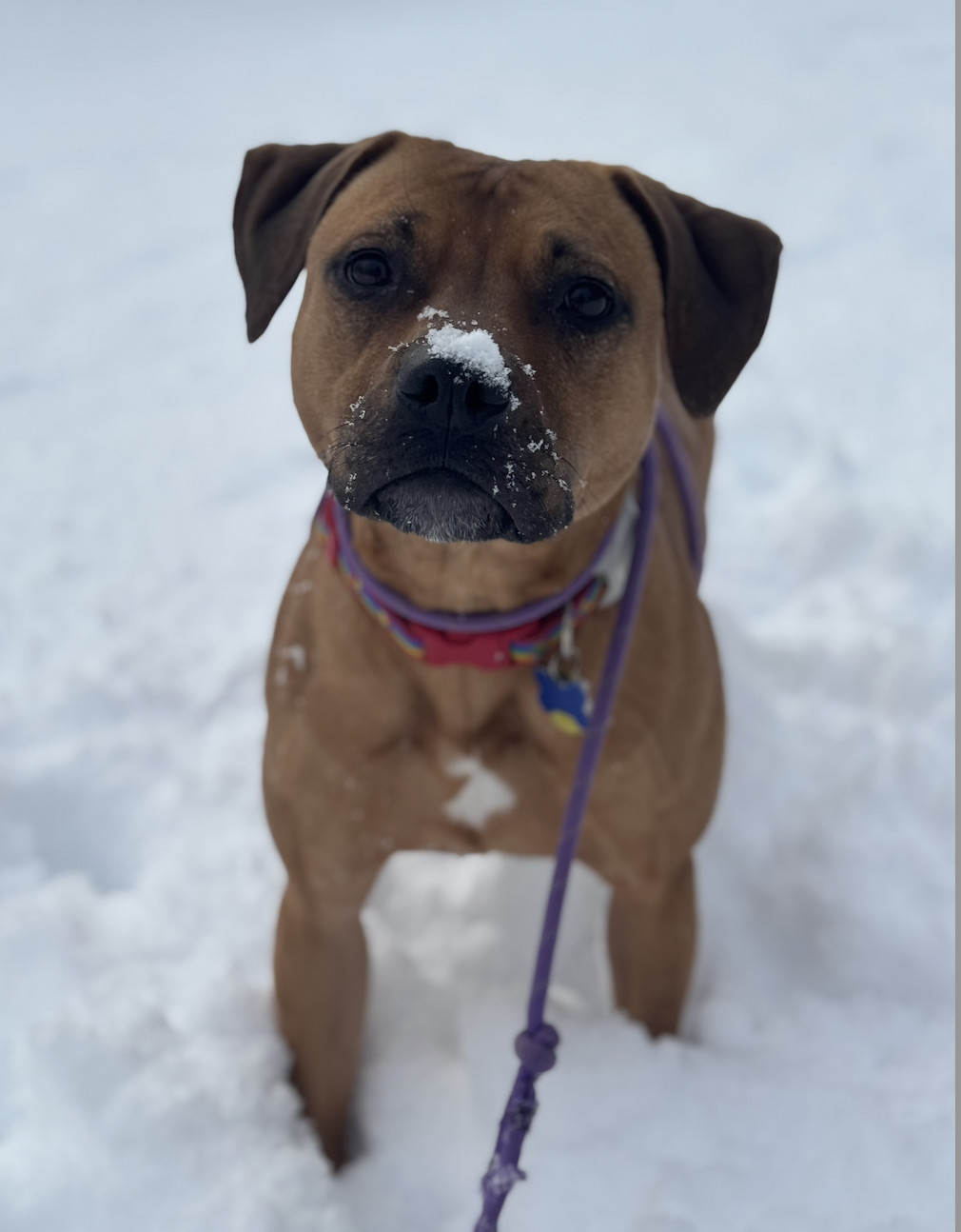 Josie, an adoptable Labrador Retriever, Staffordshire Bull Terrier in Seattle, WA, 98119 | Photo Image 3