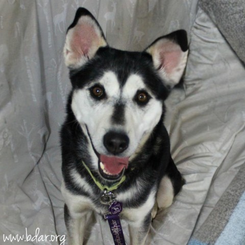 Eli, an adoptable Husky, Mixed Breed in Cheyenne, WY, 82009 | Photo Image 1