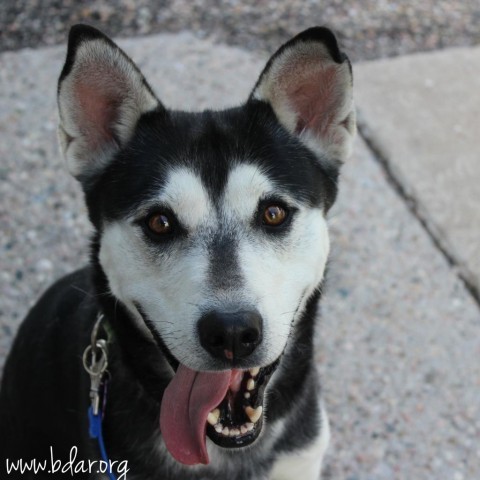 Eli, an adoptable Husky, Mixed Breed in Cheyenne, WY, 82009 | Photo Image 2