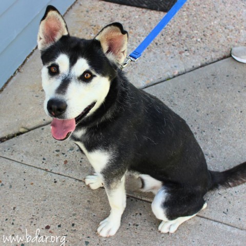 Eli, an adoptable Husky, Mixed Breed in Cheyenne, WY, 82009 | Photo Image 3