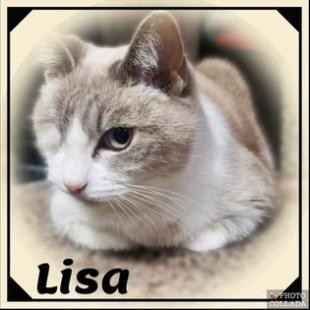 LISA, an adoptable Snowshoe, Tonkinese in League City, TX, 77573 | Photo Image 1