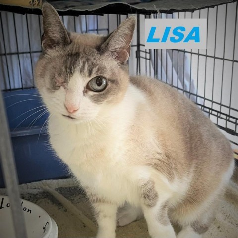 LISA, an adoptable Snowshoe, Tonkinese in League City, TX, 77573 | Photo Image 3