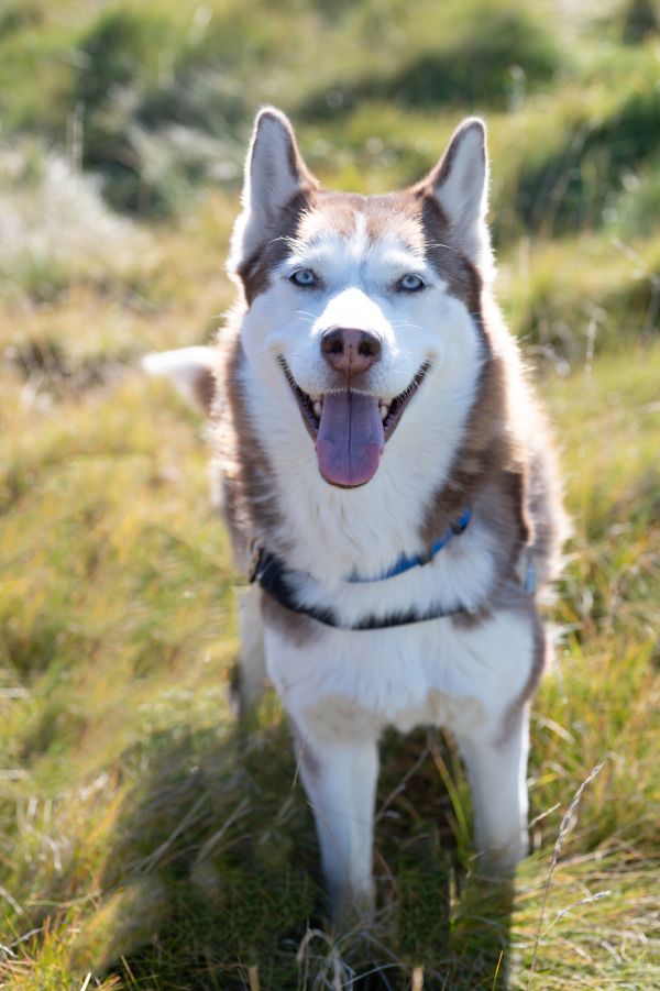 Pet Supplies Plus Adoption - Chesapeake Humane Society