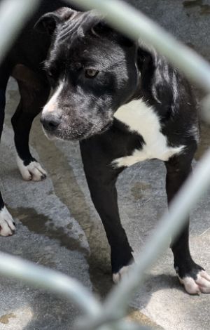 Shane, Young Male Pit Bull Terrier
