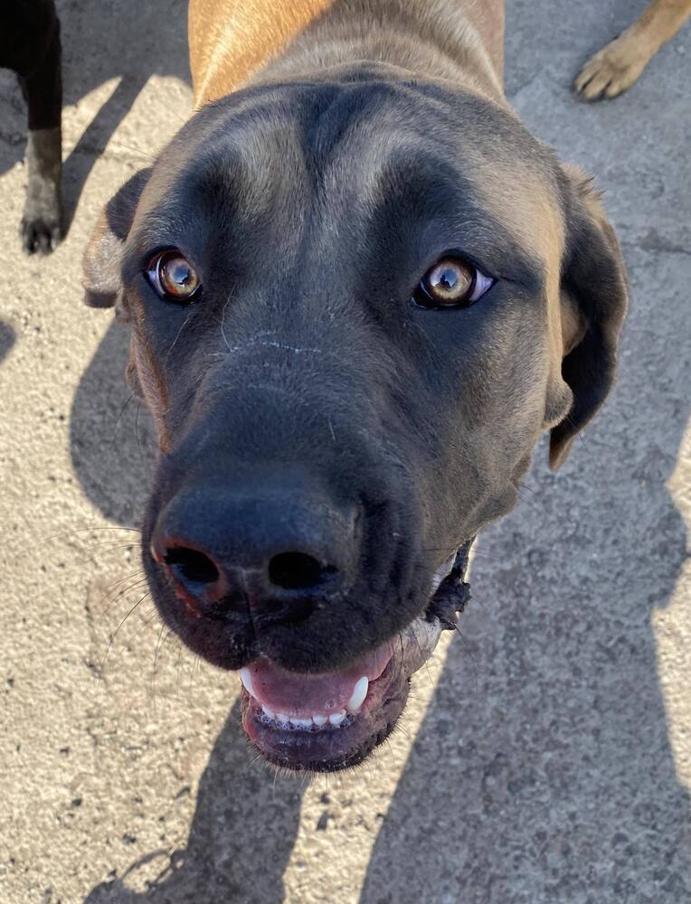 Tilly **READ ENTIRE DESCRIPTION**, an adoptable Mastiff in Spokane, WA, 99205 | Photo Image 2