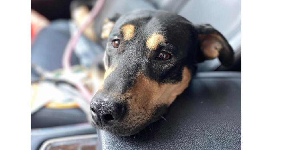 Mikey **READ ENTIRE DESCRIPTION**, an adoptable Mixed Breed, Rottweiler in Spokane, WA, 99205 | Photo Image 1