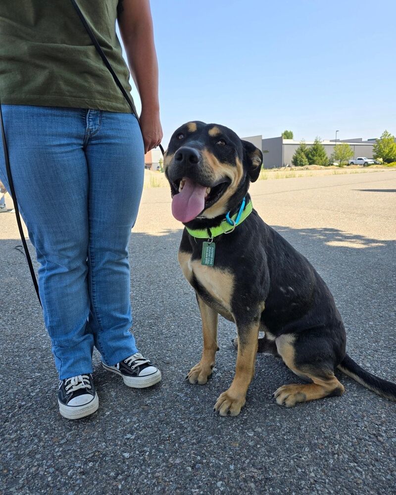 Mikey **READ ENTIRE DESCRIPTION**, an adoptable Mixed Breed, Rottweiler in Spokane, WA, 99205 | Photo Image 3