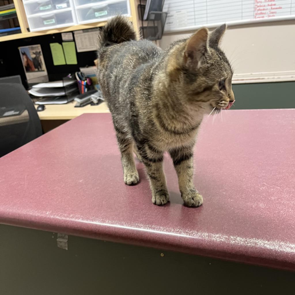 Raisin, an adoptable Domestic Short Hair in North Battleford, SK, S9A 2M7 | Photo Image 2