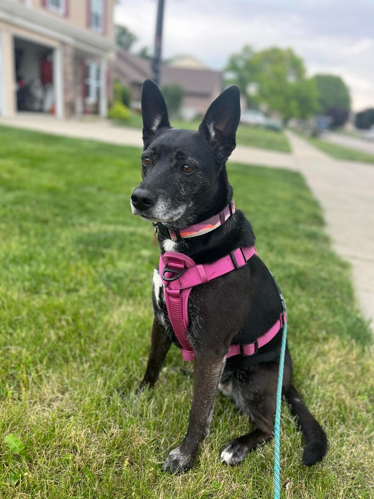 Dog for adoption - Princess Peach, a Mixed Breed in Indianapolis, IN ...