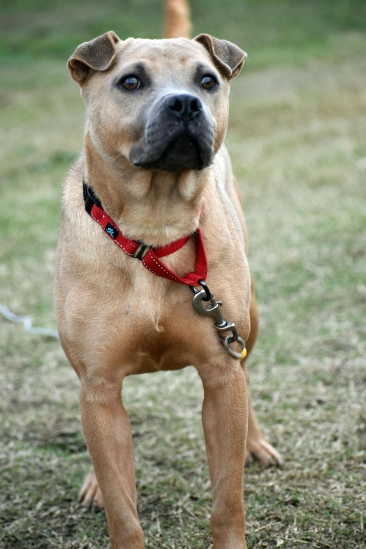 American staffordshire on sale terrier chow chow