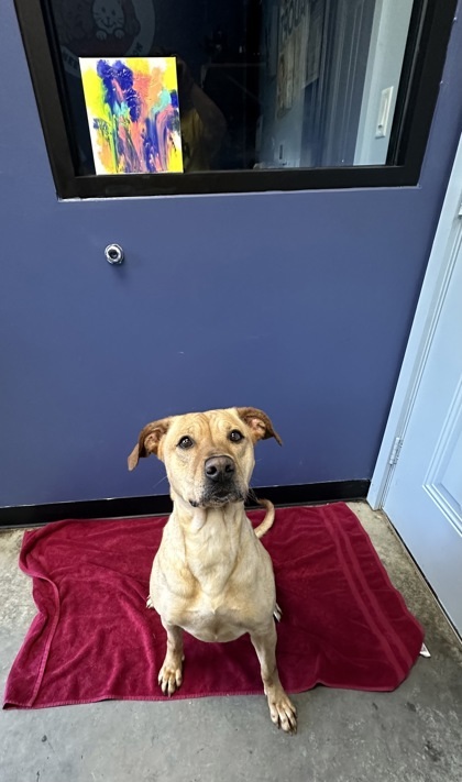 Sadie 1