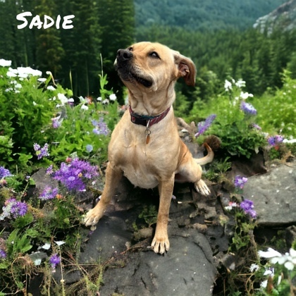 Sadie, an adoptable Labrador Retriever Mix in Cumberland, MD_image-2