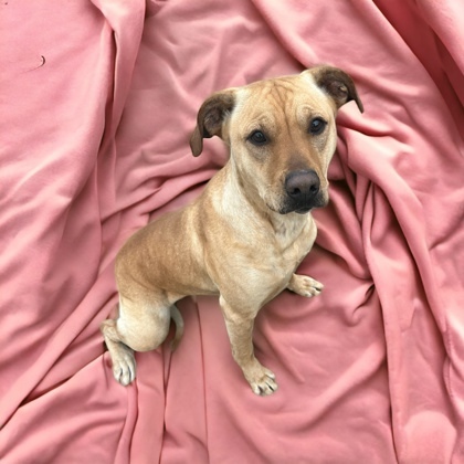 Sadie, an adoptable Labrador Retriever Mix in Cumberland, MD_image-3