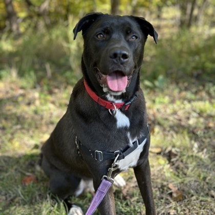 Johnny, an adoptable Labrador Retriever, Boxer in Hastings, MN, 55033 | Photo Image 1