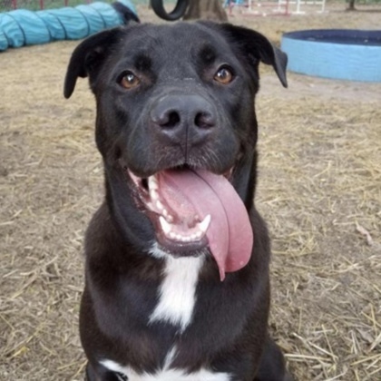 Johnny, an adoptable Labrador Retriever, Boxer in Hastings, MN, 55033 | Photo Image 2