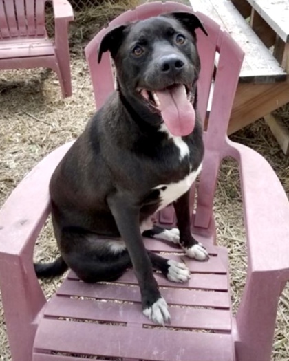 Johnny, an adoptable Labrador Retriever, Boxer in Hastings, MN, 55033 | Photo Image 3