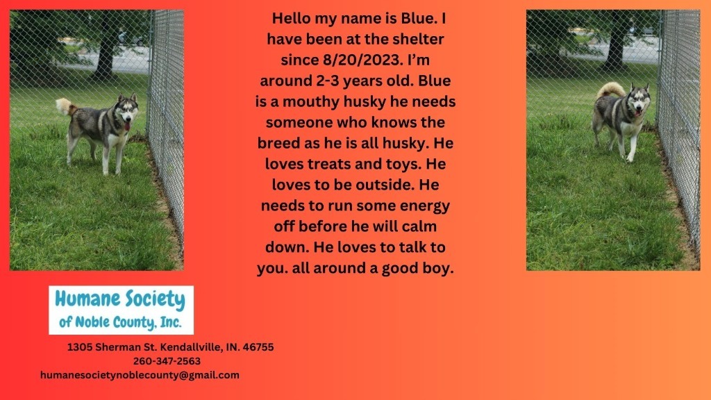 Blue, an adoptable Husky in Kendallville, IN, 46755 | Photo Image 1