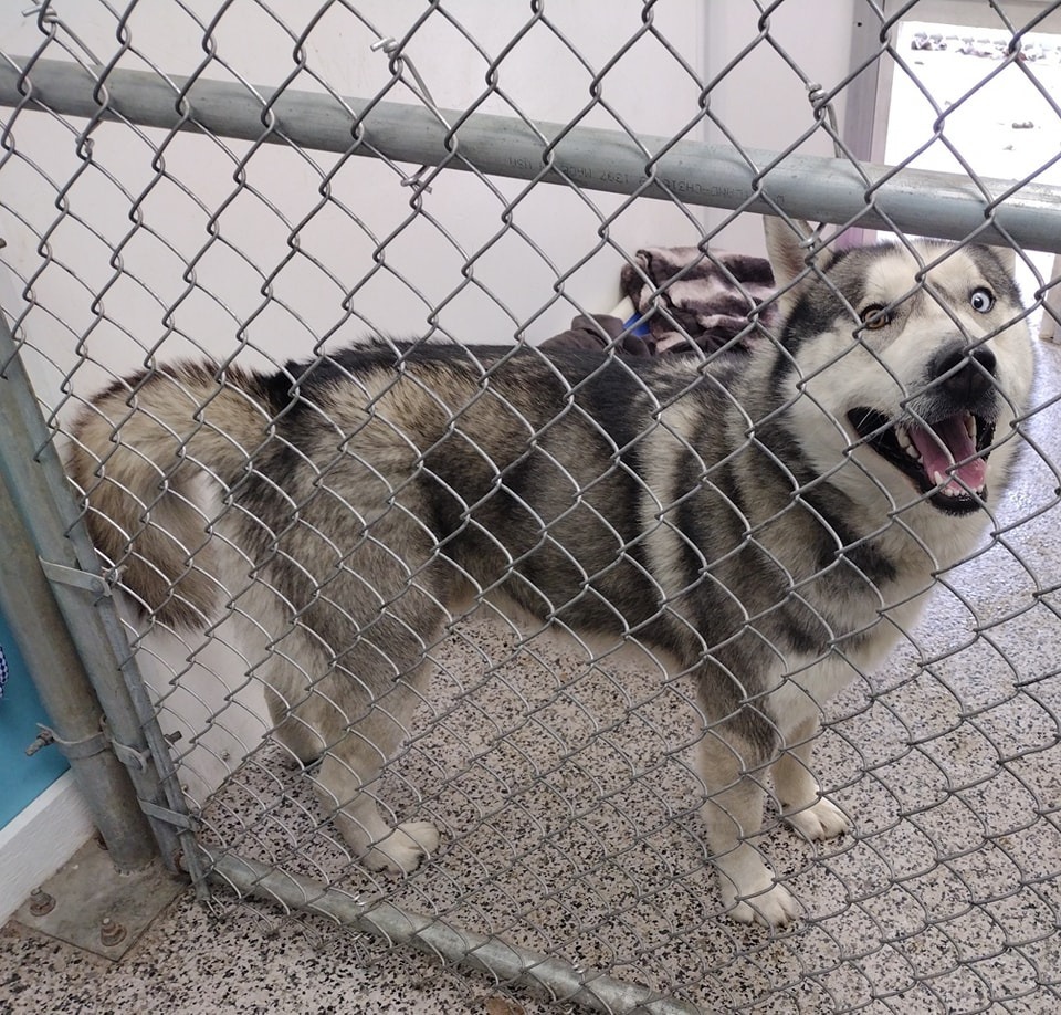 Blue, an adoptable Husky in Kendallville, IN, 46755 | Photo Image 2