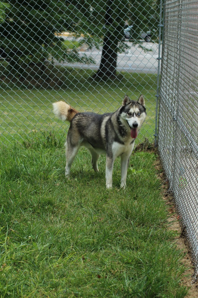 Blue, an adoptable Husky in Kendallville, IN, 46755 | Photo Image 3