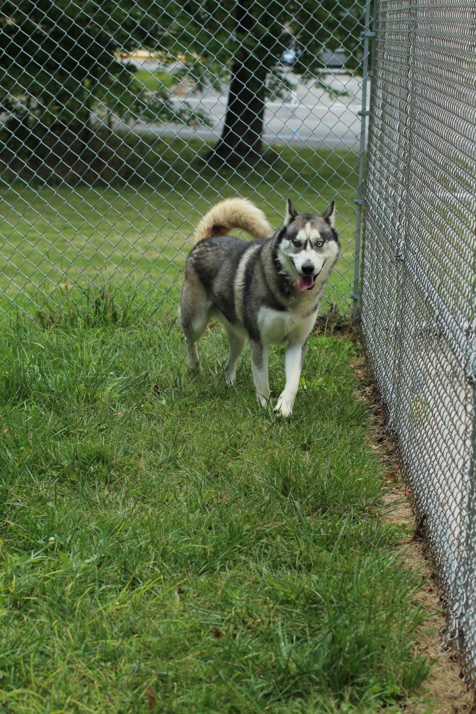 Blue, an adoptable Husky in Kendallville, IN, 46755 | Photo Image 4