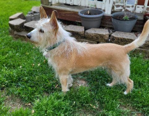 Sandei, an adoptable Portuguese Podengo, Wire Fox Terrier in Knoxville, TN, 37920 | Photo Image 4