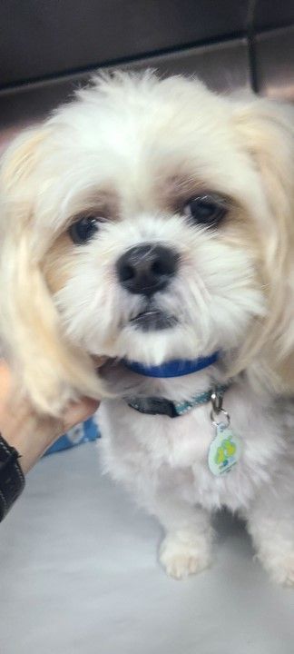 Shih best sale tzu petfinder