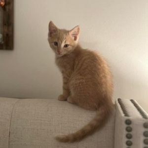 Cream Puff - loves cats, kids, and dogs!
