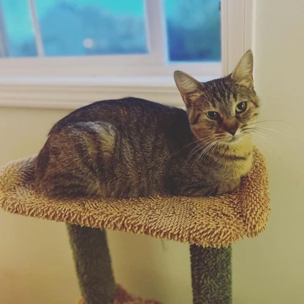 Cleopatra - Loves to lounge and be petted! 