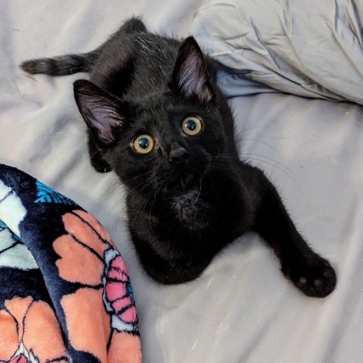 Luther - Super fun little house panther, an adopted Domestic Short Hair Mix in Kentwood, MI_image-1