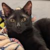 Luther - Super fun little house panther