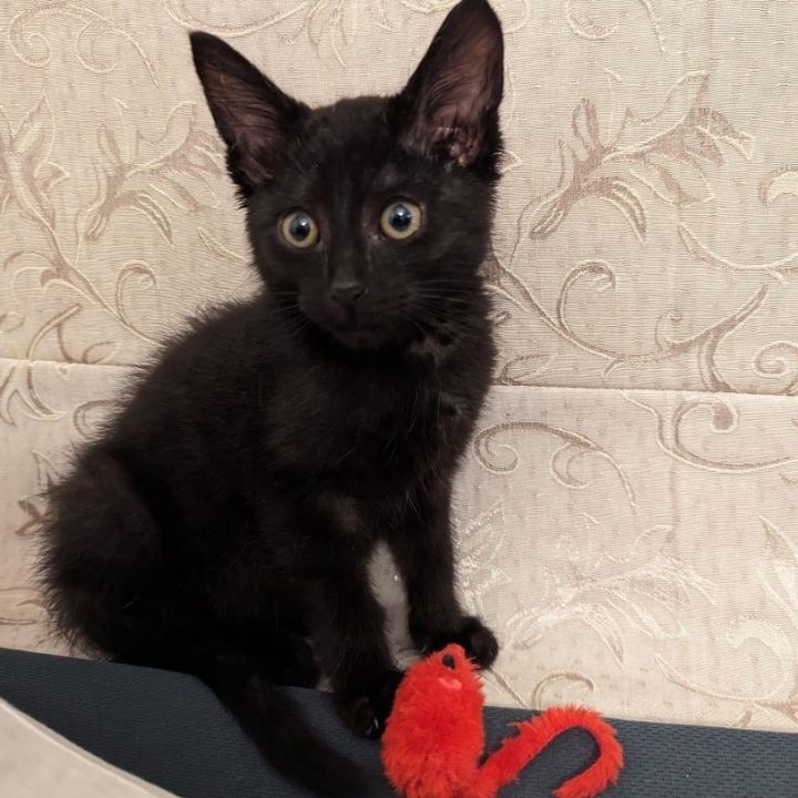 Luther - Super fun little house panther, an adopted Domestic Short Hair Mix in Kentwood, MI_image-4