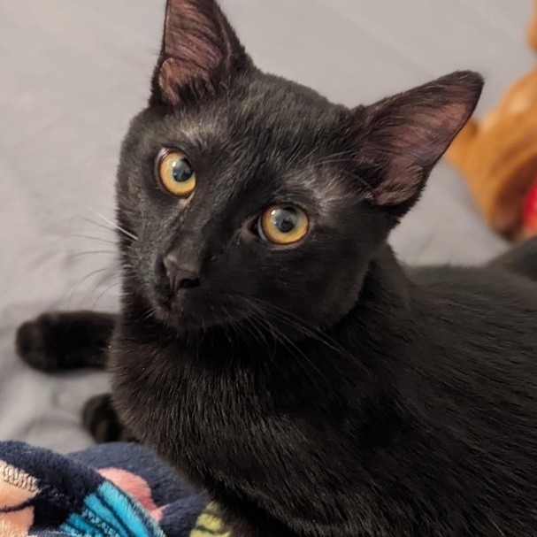 Luther - Super fun little house panther, an adopted Domestic Short Hair Mix in Kentwood, MI_image-6